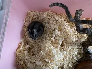 Vinterhvid hamster m 2 bure og meget andet 