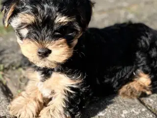 Yorkshirre terrier Biewer 🐶
