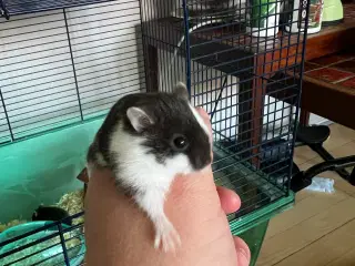 Hamster handler