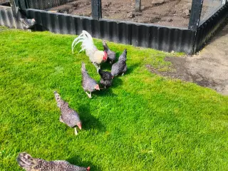 Gråtavlede danske landhøns.  