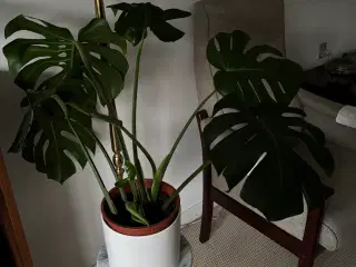 Stueplante 