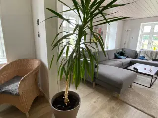 Stueplante dracaena