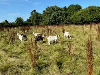 geder gimmer