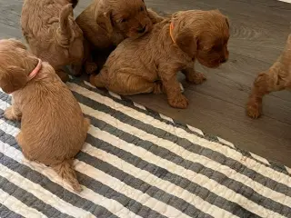 Cavapoo hvalpe 