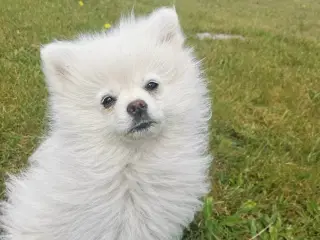 Pomeranian | GulogGratis - Pomeranian til salg | Køb Pomeranian hunde og  hvalpe på GulogGratis