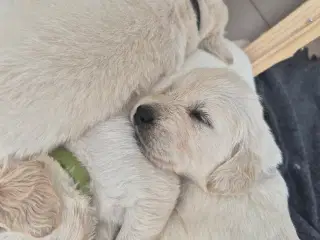 Golden retriever hvalpe 