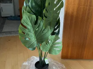 Stue plante 