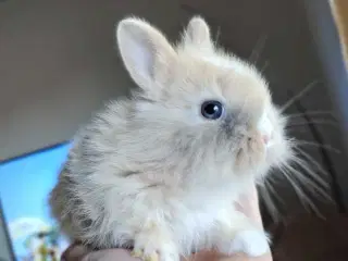 Indendøres Fri-Kaniner 🐰