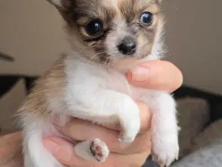 Chihuahua hvalpe langhåret tæver. 2 stk