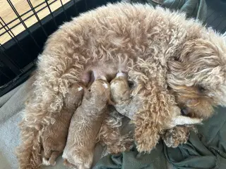 Vores 2 dværgpuddel har fået 3 hundehvalpe 