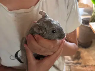 Degu gnaver