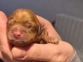 Tre lysebrune Cavapoo-hanner 