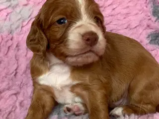 FT Cocker Spaniel hvalpe