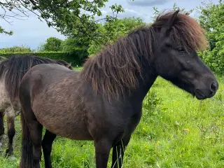Islænder vallak 3år 