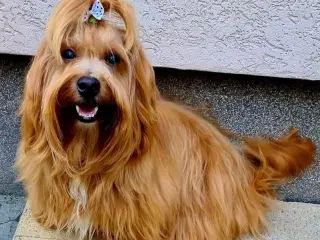 Smuk Rød Bichon Havanais/ Tilbydes til Avl