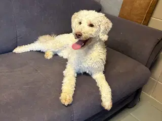 mellem puddel- cockerpoo