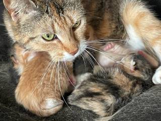 Kattekilling