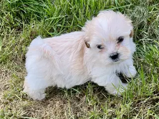 Blandingshvalpe Bichon Havanais / Bolognese