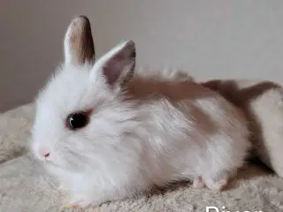 Indendøres Fri-Kaniner 🐰🪻