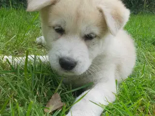 Alaska Malamute Chow Chow tjekkiske ulvehund husky