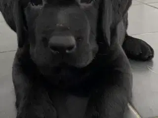 SOLGT ! 1 Labrador hvalp tæve - 8 uger, sort.