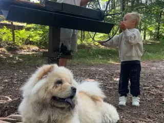 💕 Chow chow pige søger kærligt hjem med tid og om
