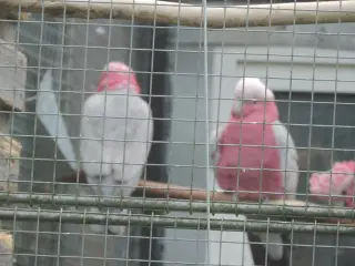 1,1 Rosa sælges