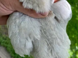 Jumbovagtler 