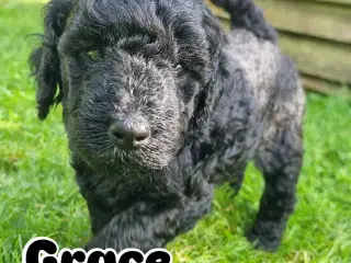Golden Doodle F1b hvalpe – klar til efterårsferien