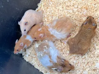 Guldhamster 