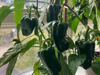 Tapas chili frø