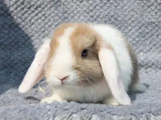 Dværgvædder/Mini lop hunkanin