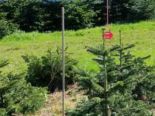 Juletræs grenretter