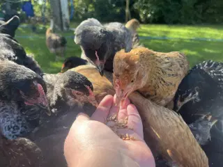 VARMEFRI hønekyllinger i løbet af året