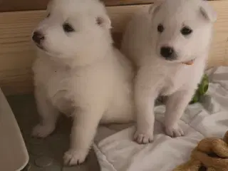 Samojede hvalpe født d. 14/2