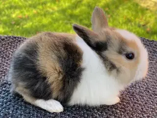 HOLLÆNDER HUN JAPANER SORT/GUL