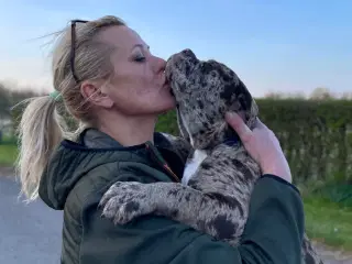 Olde English bulldog 6 mdr