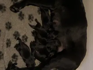 🐾 Labrador Formel 1 Hvalpe til Salg 🐾