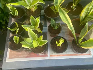 Bajonetplanter (Svigermors skarpe tunge)