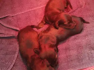 Langhåret Gravhundehvalpe
