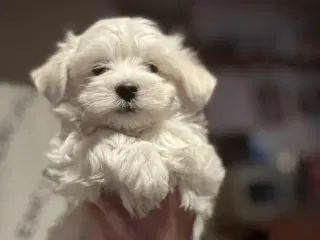 Malteser