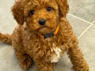 Maltipoo få rejseklar