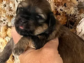 Dejlige Bichon Havanais