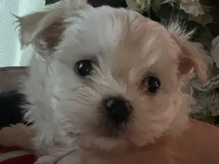 3 skønne hanhvalpe søger kærlige hjem fra d.16 nov