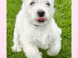 Westie en han tilbage 
