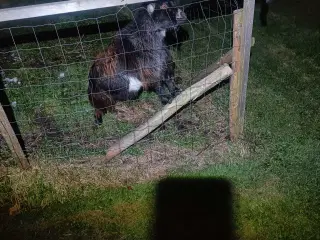 2 stk dejlige gimmer 