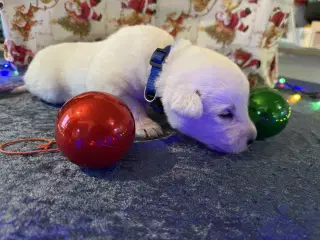 Skal i have en blød julegave så kig her