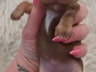 Chihuahua tæver