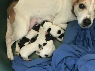 Dansk-Svensk Gårdhundehvalpe