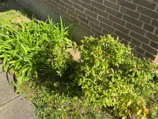 Gratis planter